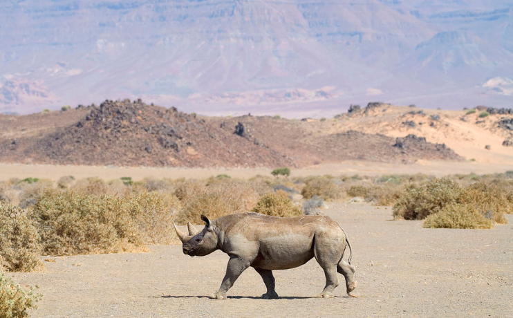 Black Rhino Namibia - Desert Black Rhinoceros: Namibia is home to the larger of two subspecies of the black rhinoceros found in southern Africa - gay safari - gay travel - pivot trip