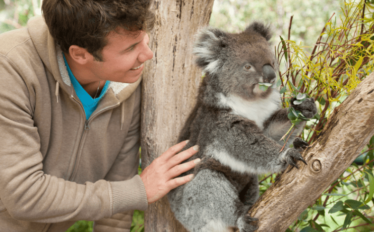 Pivot Trip small-group Australia tour for gay men gay travel — Melbourne koala encounter wildlife