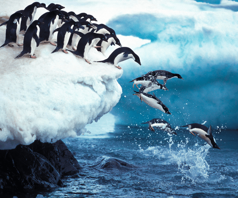 Penguins jump from iceberg - Pivot Trip Antarctica - gay travel adventure for gay men