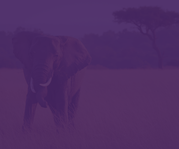 Pivot Trip - Gay travel for gay men - gay luxury adventures - Africa