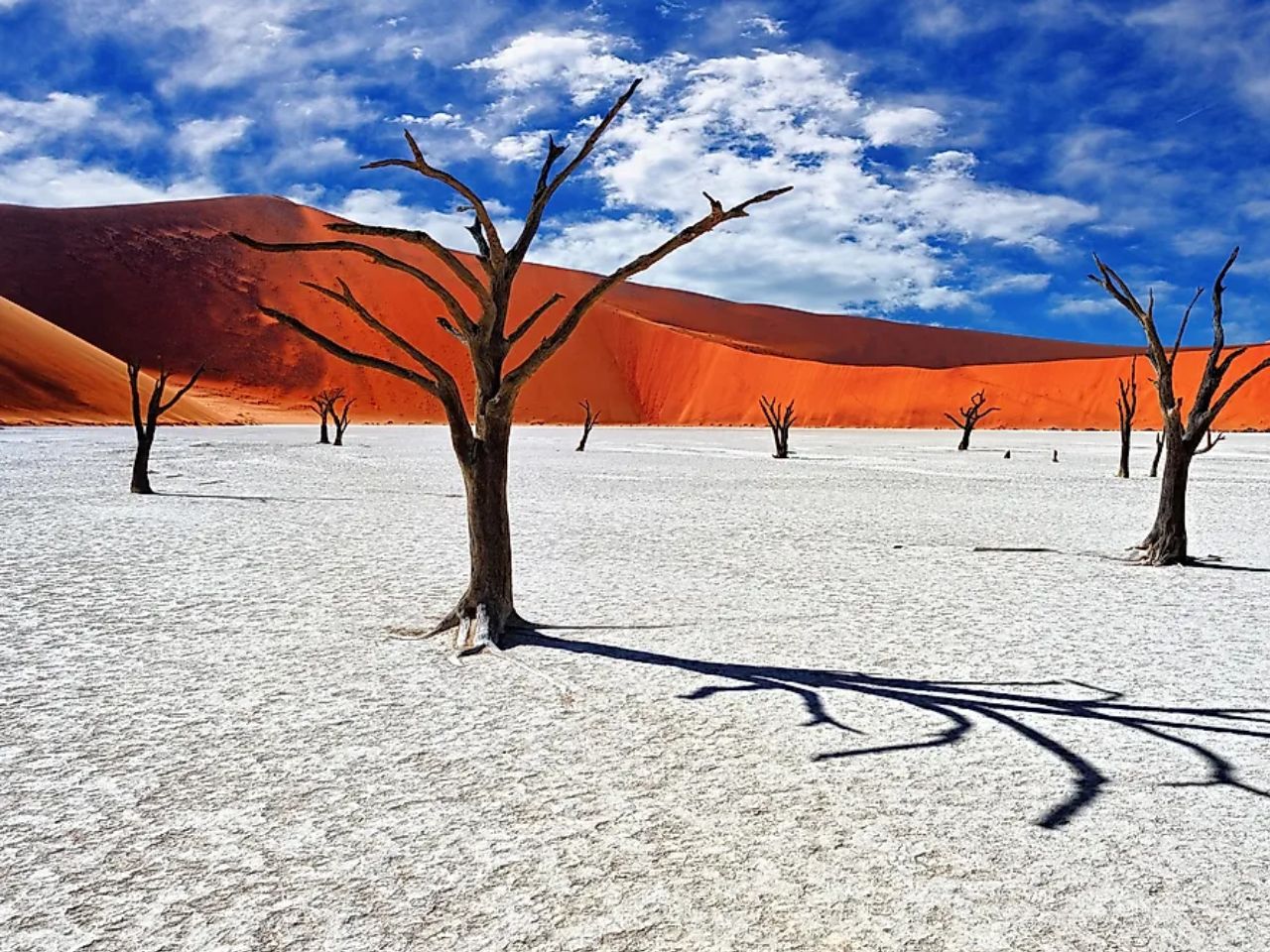 Namib Naukluft National Park - dead trees in Namibia, Africa - gay trip for gay men with Pivot Trip