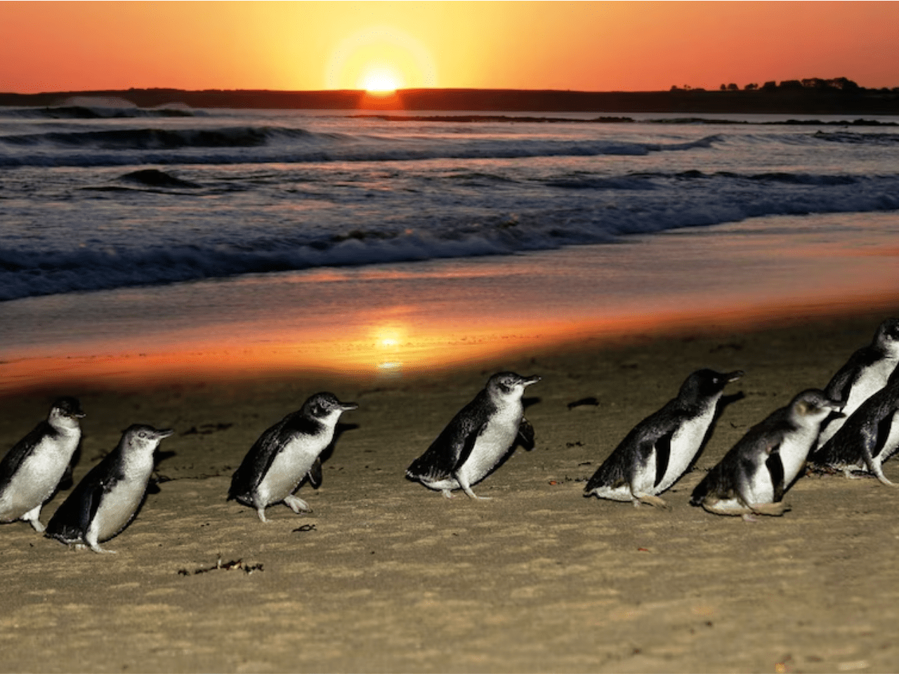 Pivot Trip small-group Australia tour for gay men gay travel — Penguin Parade Melbourne Philips Island