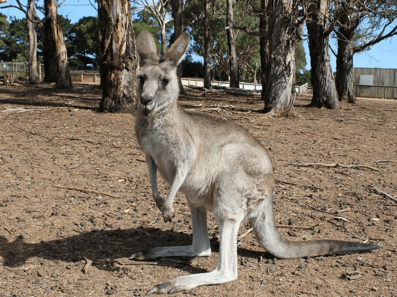 Pivot Trip small-group Australia tour for gay men gay travel — Melbourne wildlife kangaroo