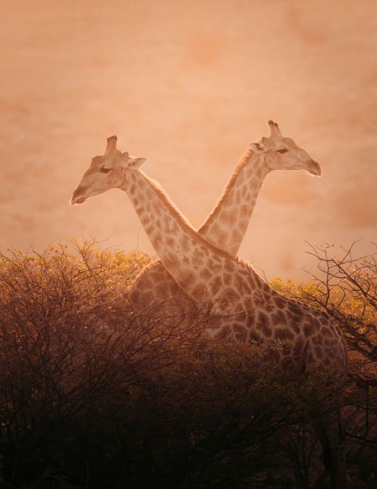 Giraffes in Botswana - gay safari - pivot trip