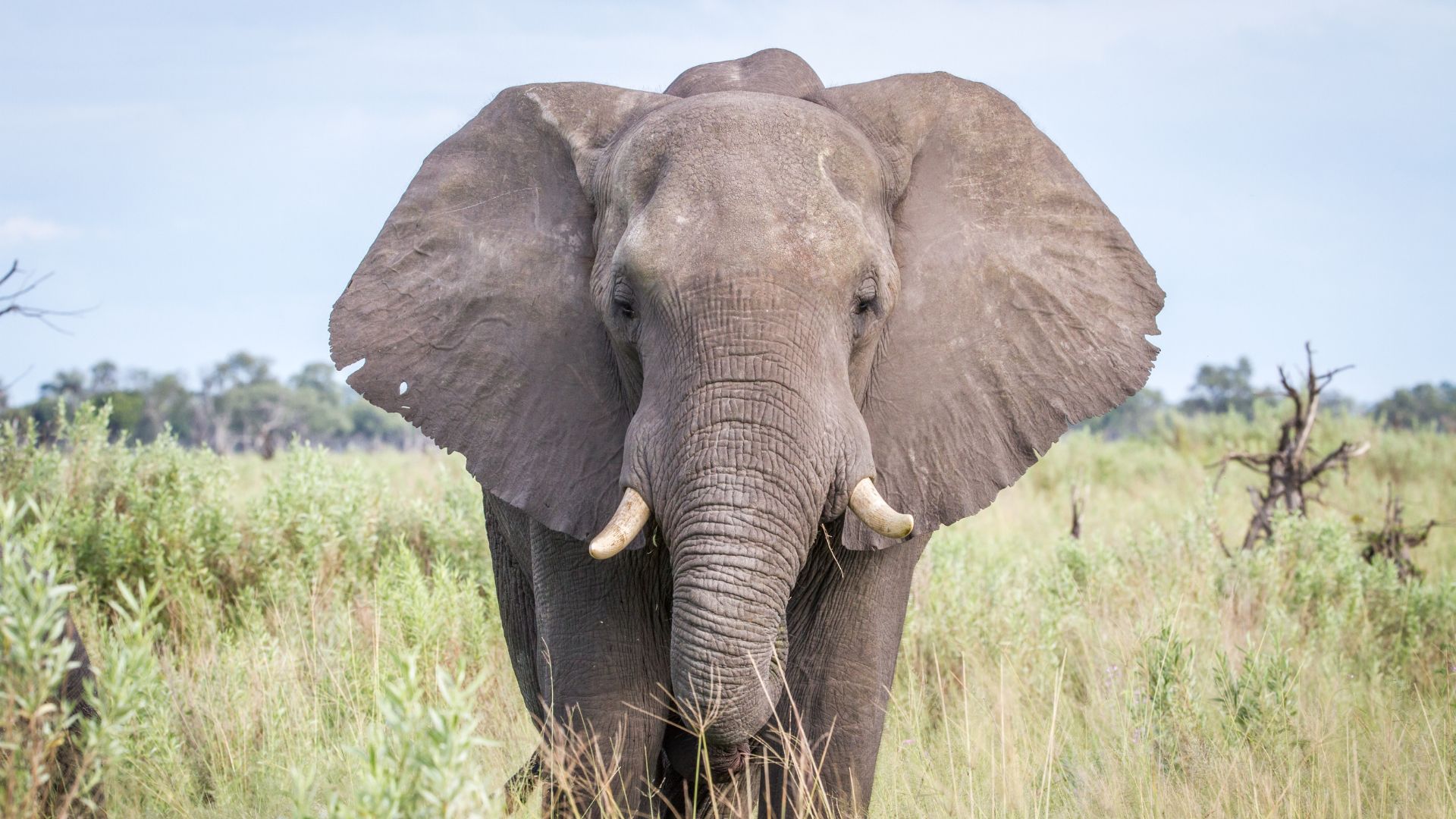 Elephant in Botswana on gay safari in Africa with Pivot Trip