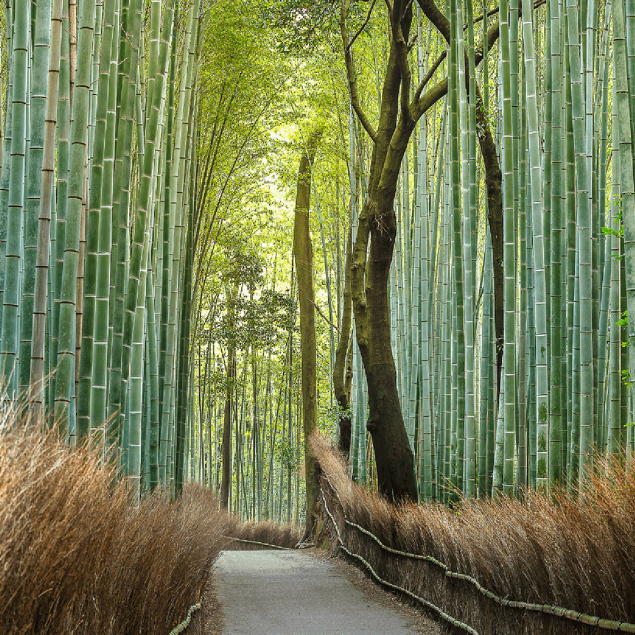 A pathway through a bamboo forest in Japan