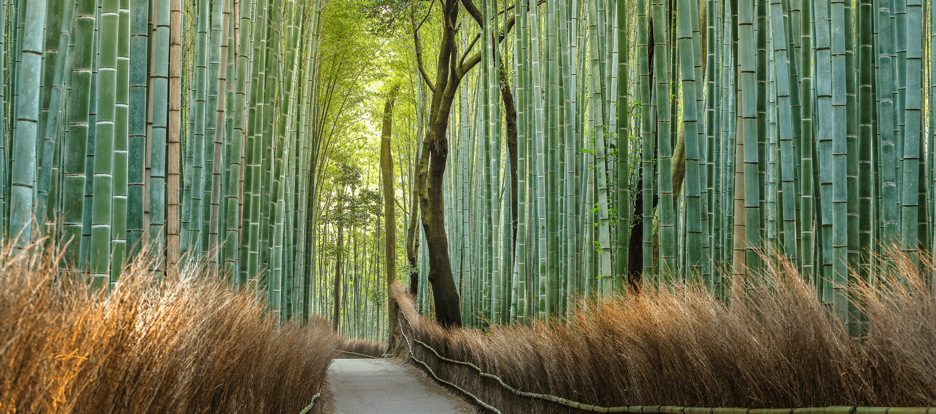Towering bamboo stalks filtering light | Pivot Trip gay travel Japan | Kyoto spiritual experience