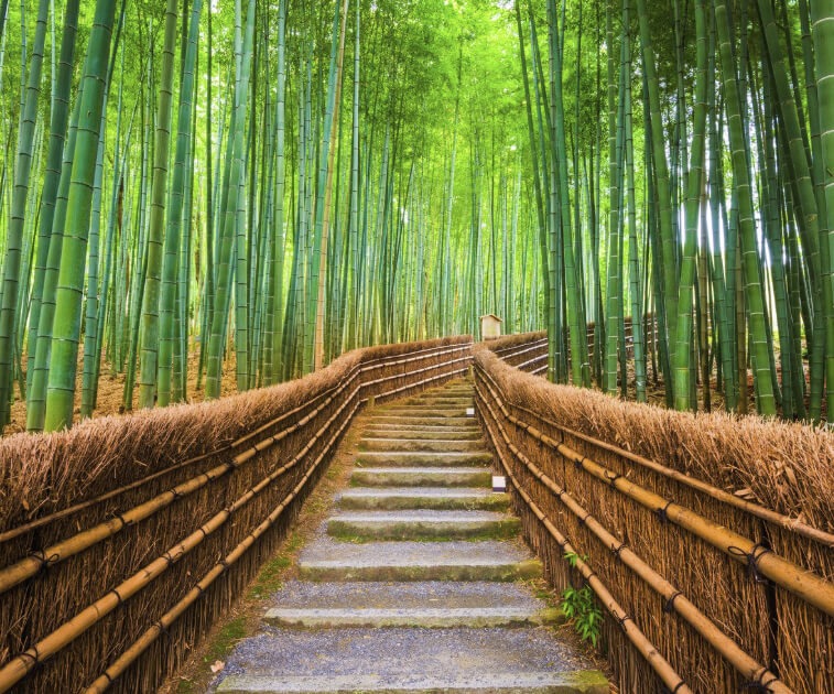 A path through a bamboo forest in Japan on a Pivot Trip - gay travel adventure for gay men