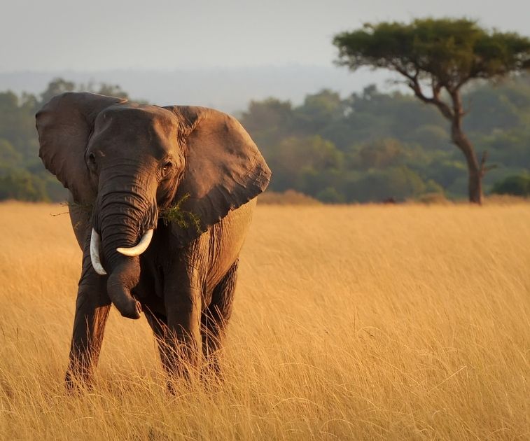 Elephant in Botswana, Africa, on gay safari for gay men with Pivot Trip