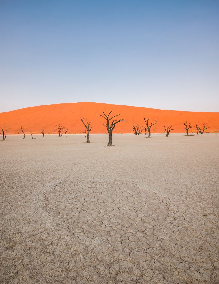 Namibia Africa desert ancient trees - gay travel - gay trip - pivot trip