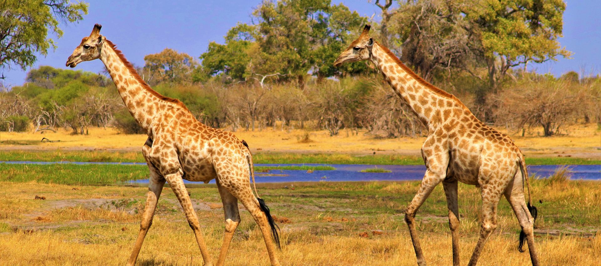 Giraffes in Okavango Delta, Botswana, Africa